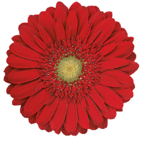Button flower 1