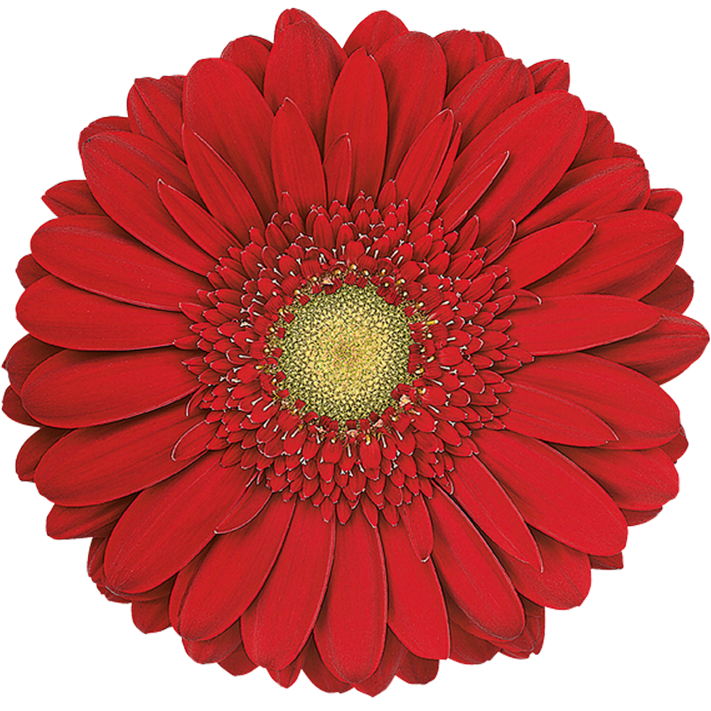 Carambol - Florein gerbera's