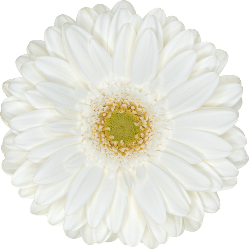 Soulmate gerbera | Florein Gerbera's